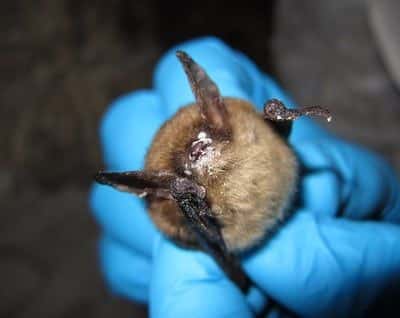 Newly Endangered: Norther…