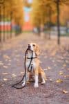 Dogs' Rule: Maryland Shor…
